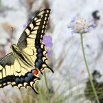 Macaone su Scabiosa holosericea  | Foto Orto Botanico Pellegrini - Ansaldi